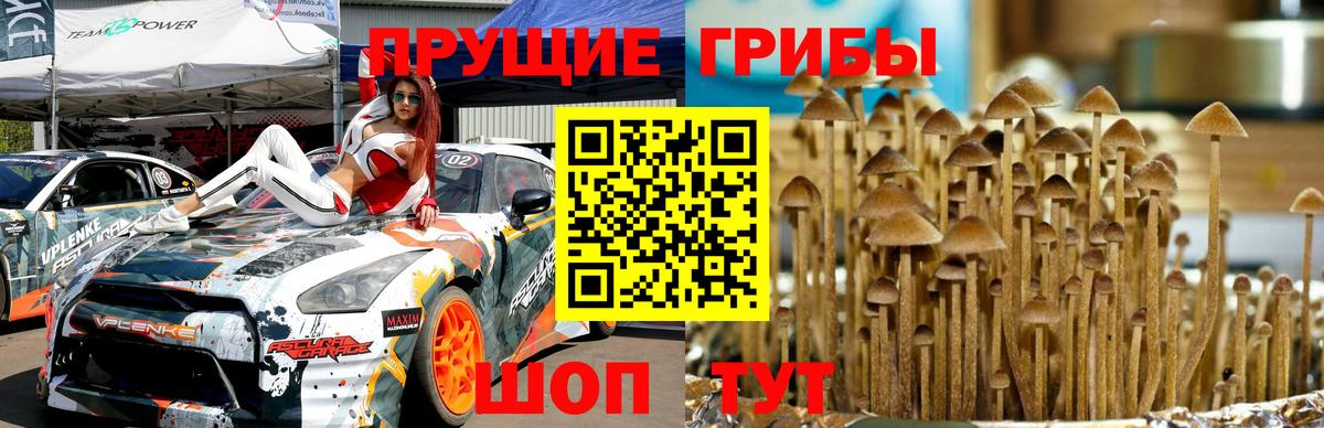 Псилоцибиновые грибы Psilocybe Королёв